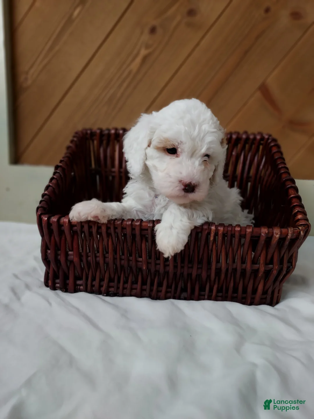 Cavapoo dogs for sale: Tundra - Ad 1