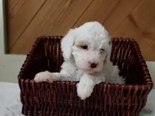 Cavapoo dogs Tundra - Ad 42