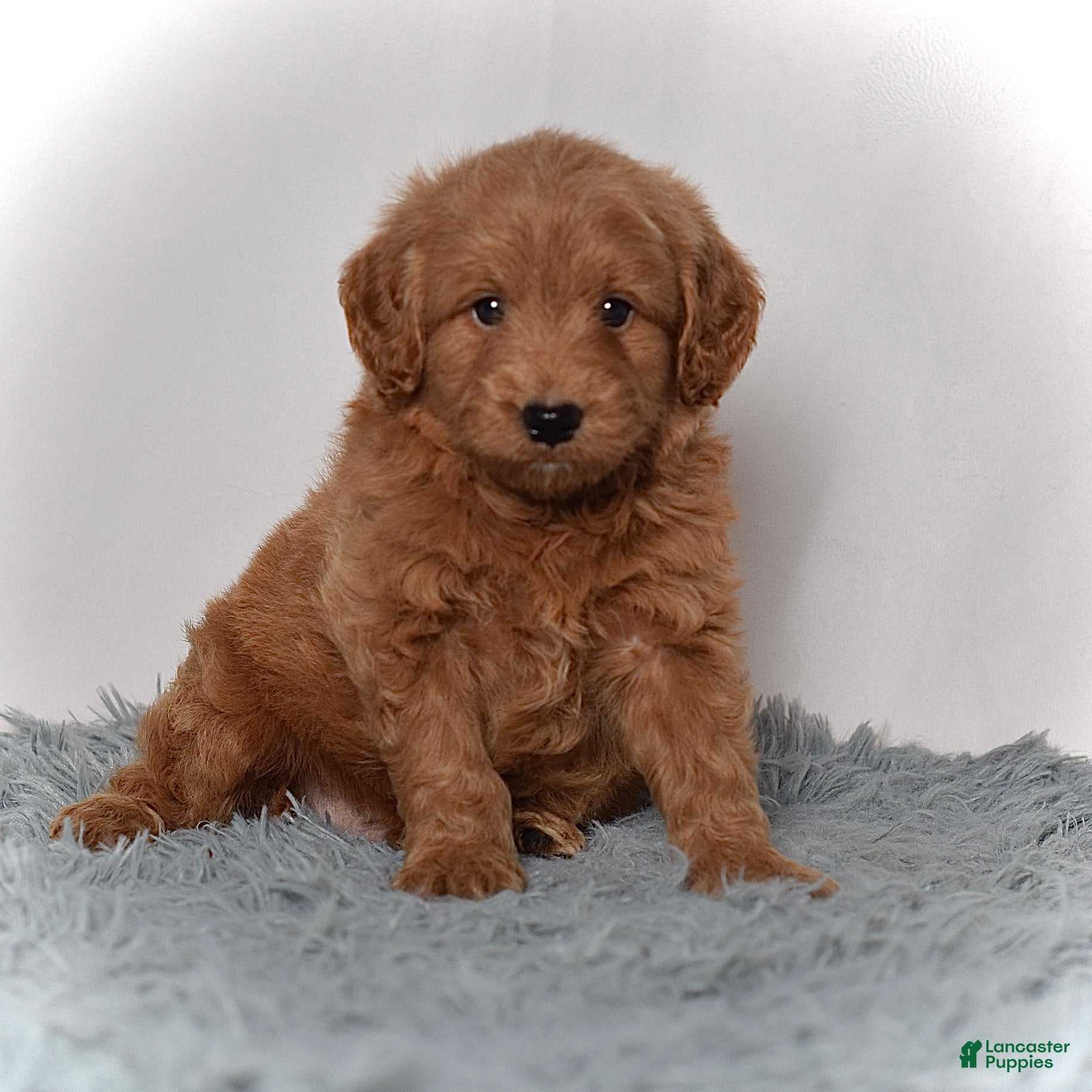 Mini Goldendoodle dogs Mr. Milo - Ad 1