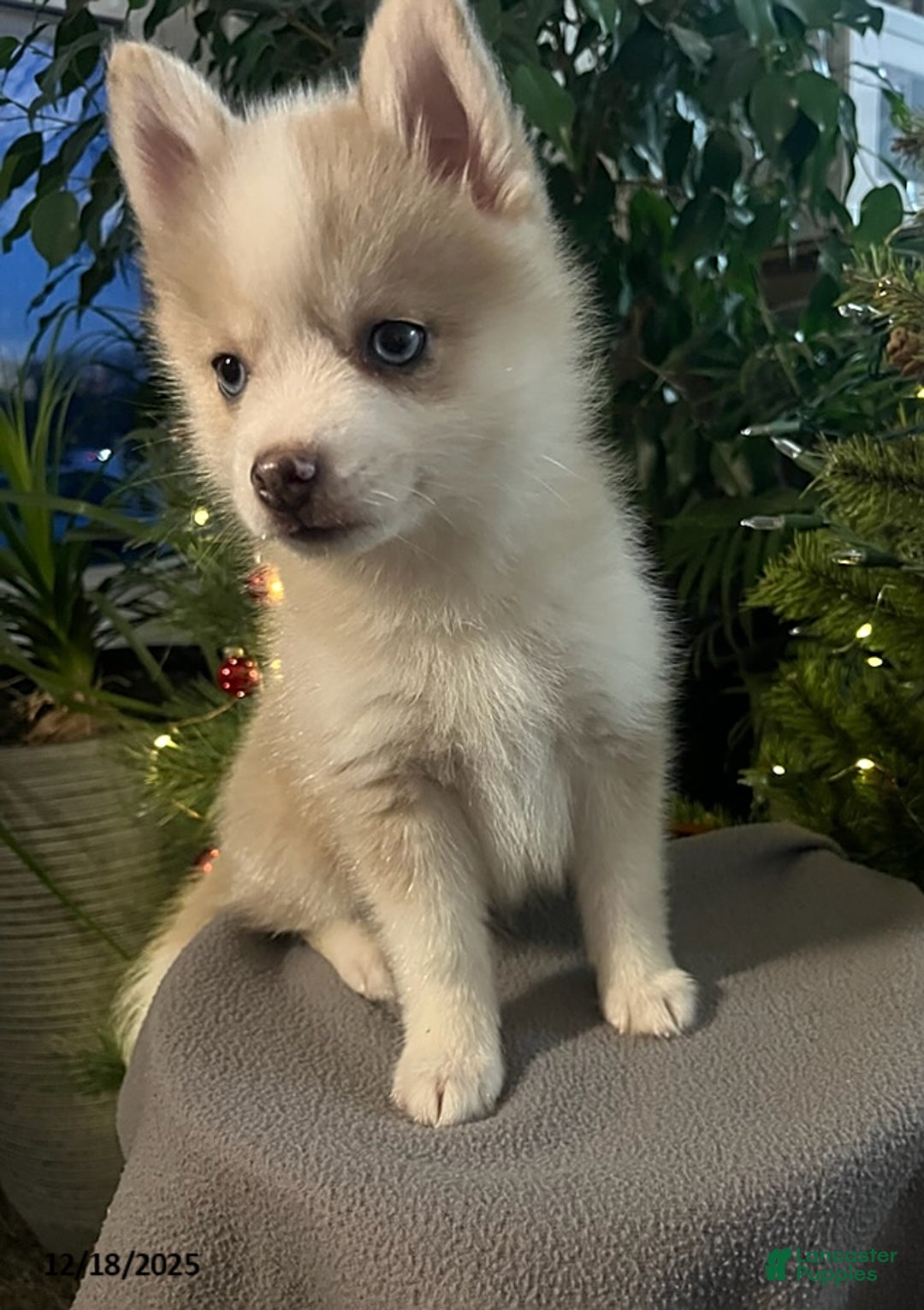 Pomsky dogs for sale: Herald - Ad 8