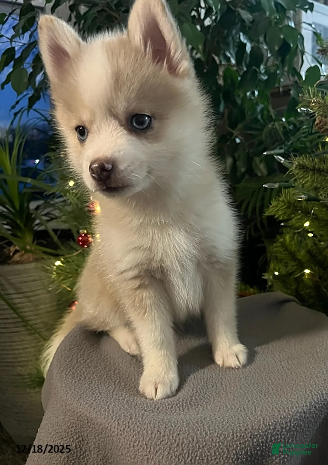 Pomsky dogs for sale: Herald - Ad 8