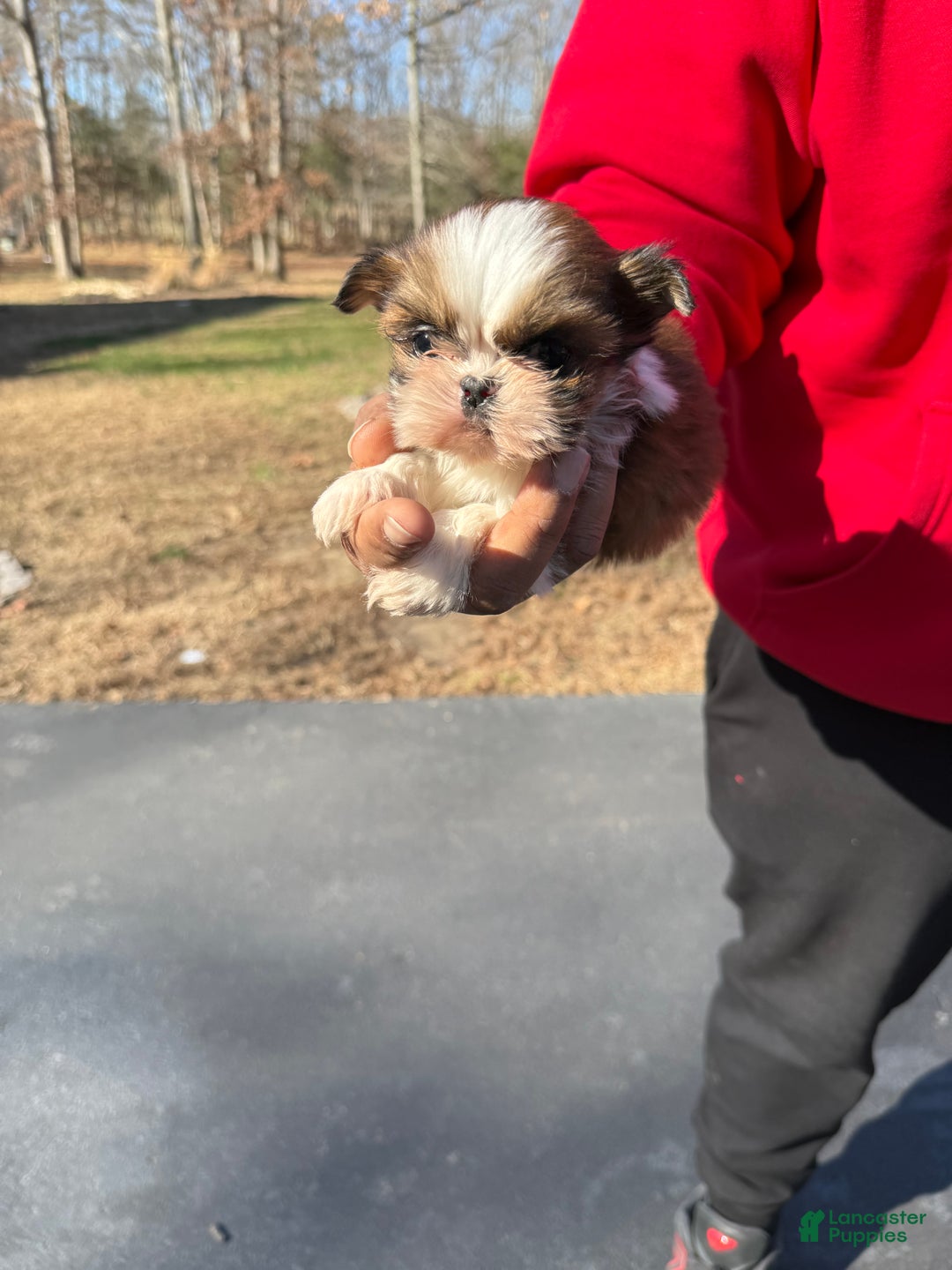 Shihpoo dogs for sale: Shihpoo Puppy 1 - Ad 2