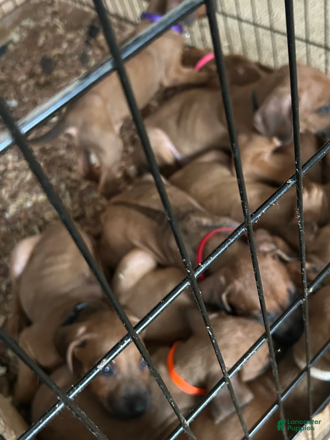 Rhodesian Ridgeback dogs for sale: Rhodesian Ridgeback Puppy 1 sky blue collar - Ad 39