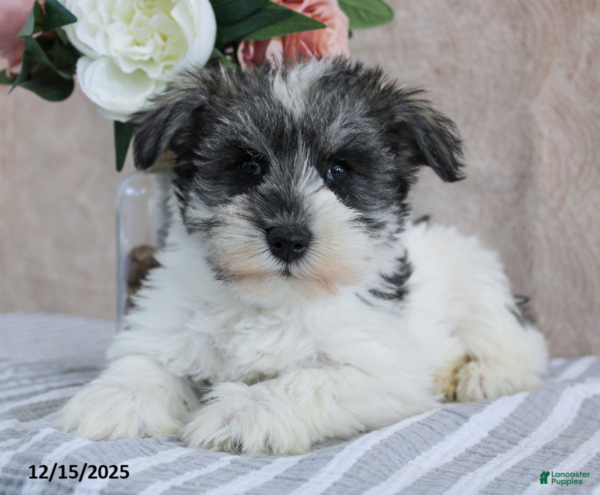 Miniature Schnauzer dogs Potter - Ad 15