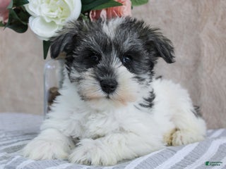 Miniature Schnauzer dogs Potter - Ad 15