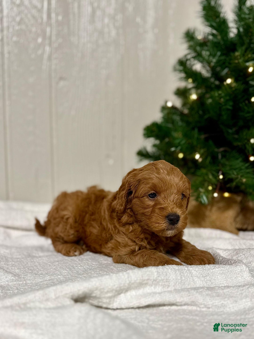 Mini Goldendoodle dogs for sale: Dasher - Ad 3
