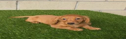 Miniature Dachshund dogs for sale: Sabrina - Ad 3