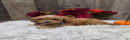 Pekapoo dogs for sale: Evan - Ad 5