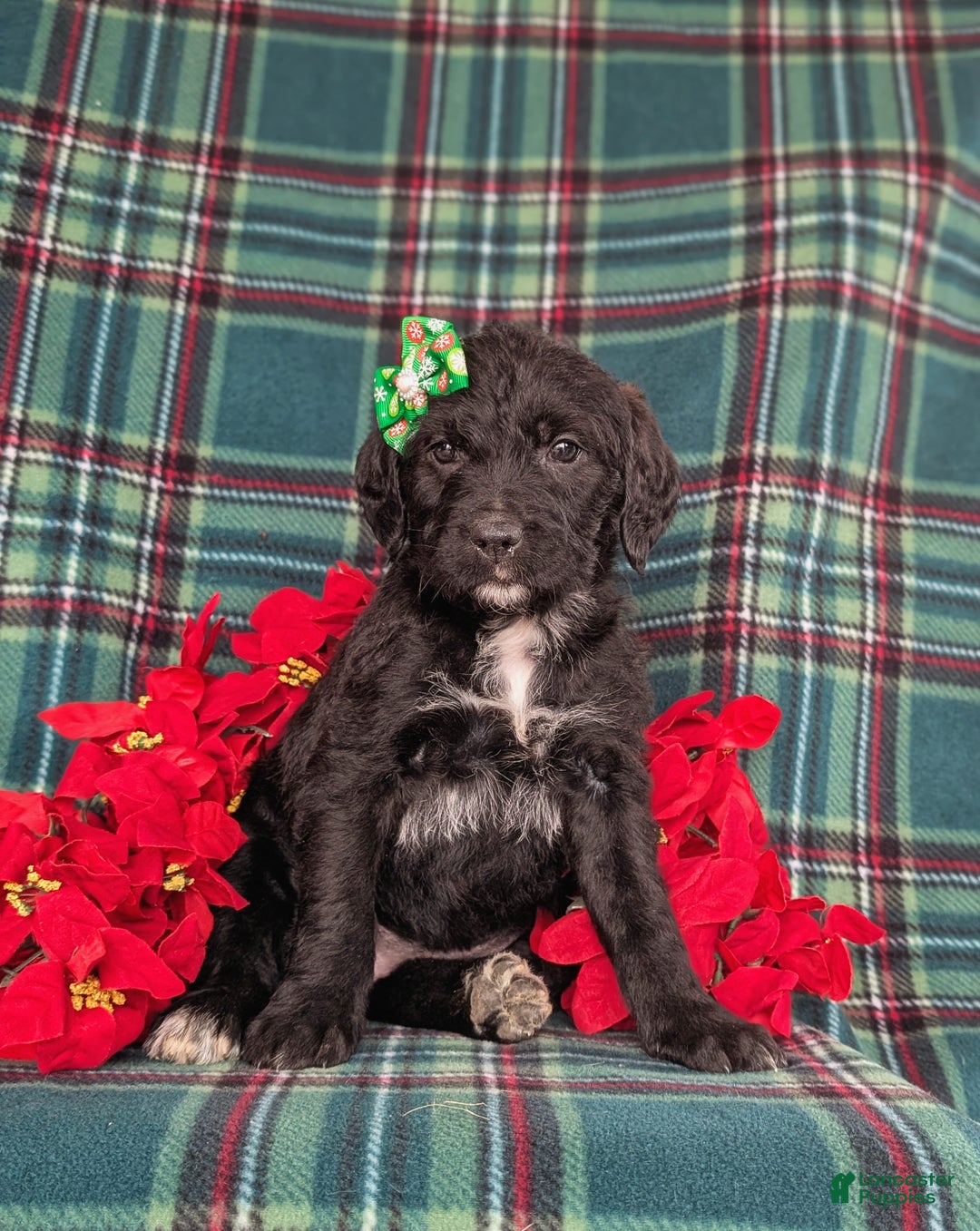 Mixed Breed dogs for sale: Bailee - Ad 3