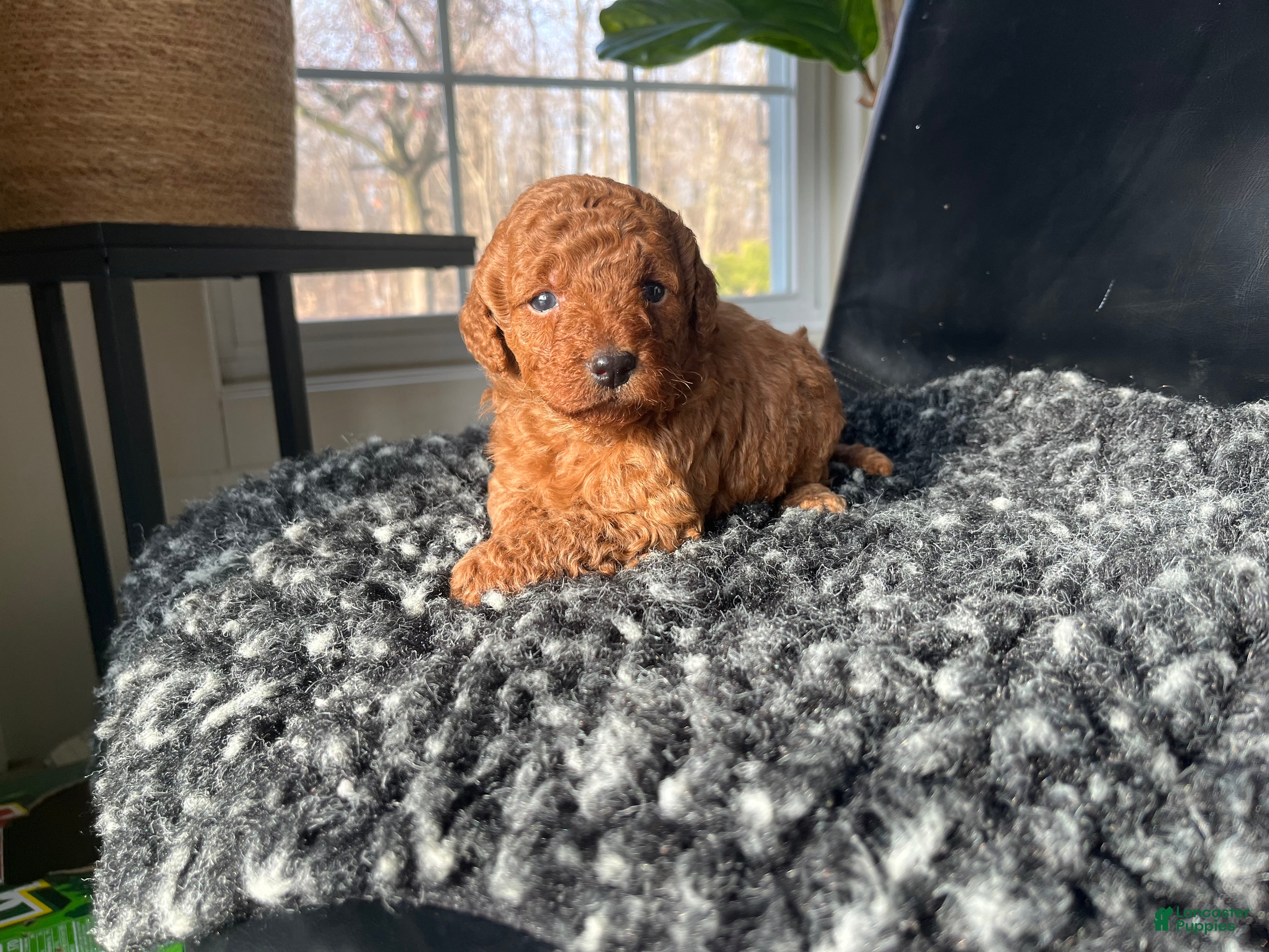 Mini Goldendoodle dogs Indy-micro - Ad 42