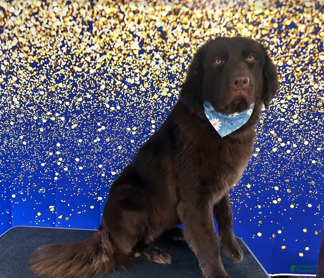 Newfoundland dogs for sale: Newfoundland Puppy 1 Echo - Ad 8