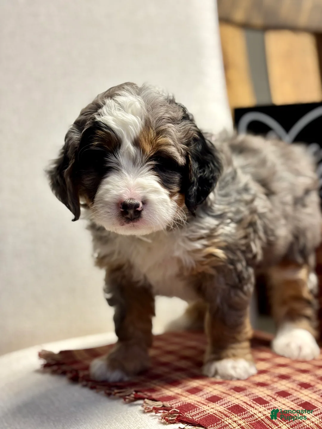Mini Bernedoodle dogs for sale: Callie Mini Bernedoodle Puppy 1 - Ad 8