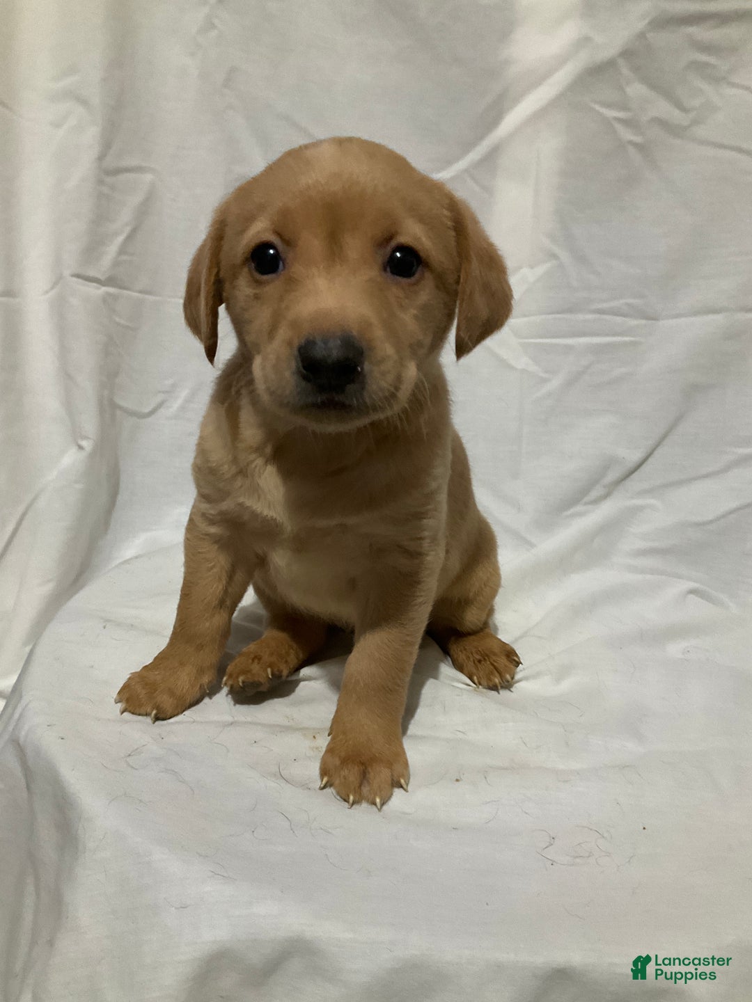 Labrador Retriever dogs for sale: Stella - Ad 2