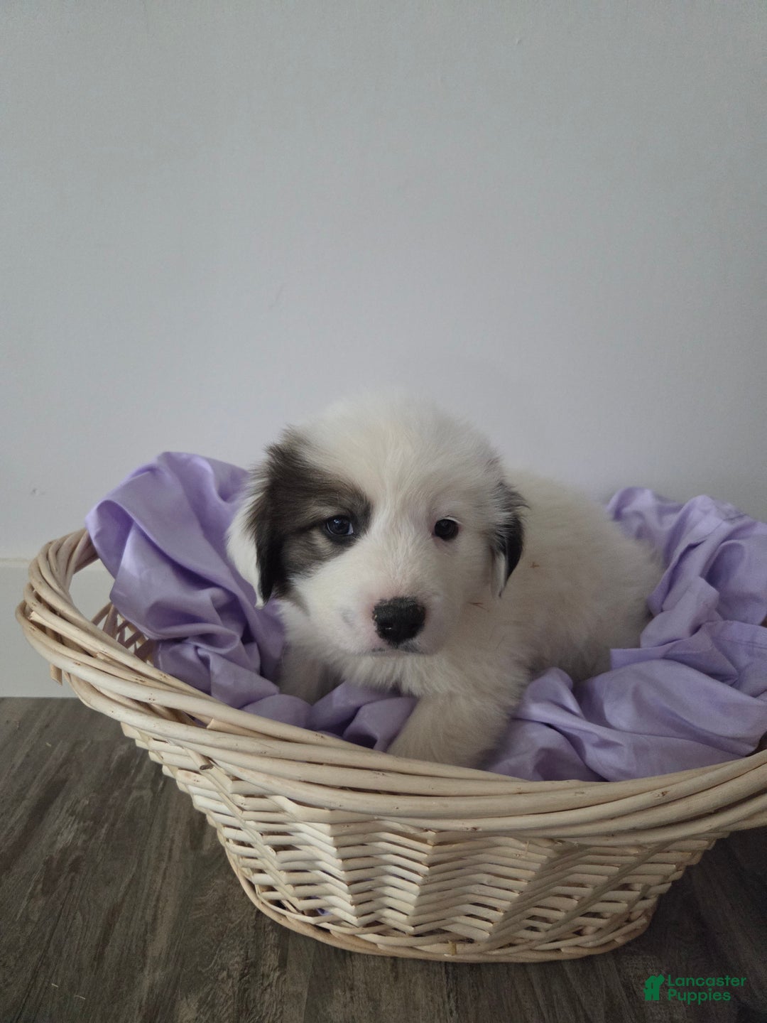 Great Pyrenees dogs for sale: Max - Ad 7