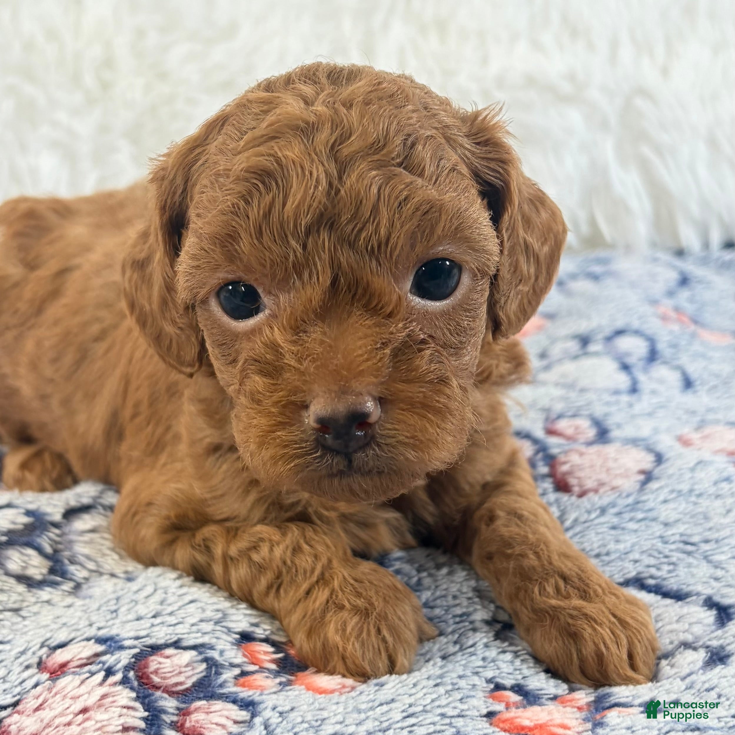 Shihpoo dogs for sale: Chloe F1B Shihpoo  - Ad 1