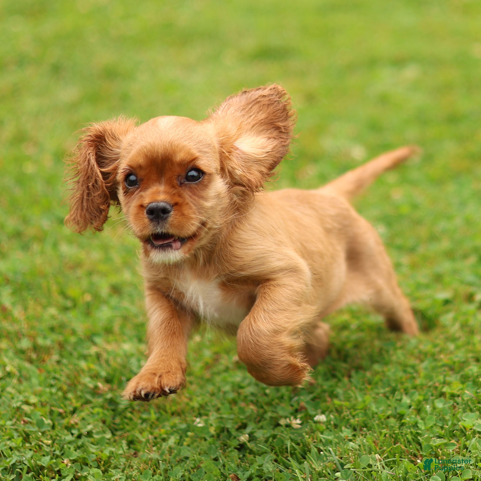 Cavalier King Charles Spaniel dogs Violet Cavalier King Charles Spaniel  - Ad 1