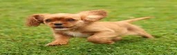 Cavalier King Charles Spaniel dogs for sale: Violet Cavalier King Charles Spaniel  - Ad 6