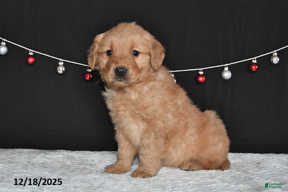 Golden Retriever dogs Antonio - Ad 17