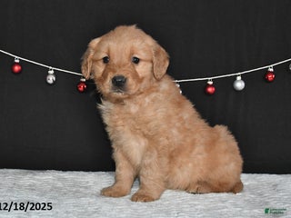 Golden Retriever dogs Antonio - Ad 28