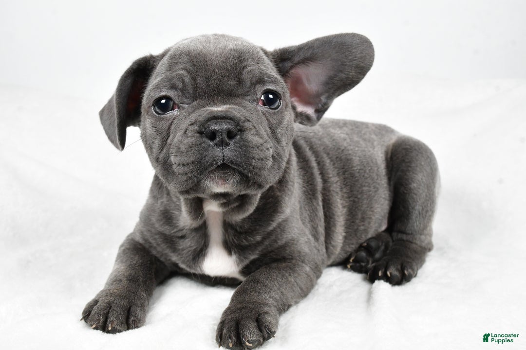 Mixed Breed dogs for sale: Randy - Ad 4