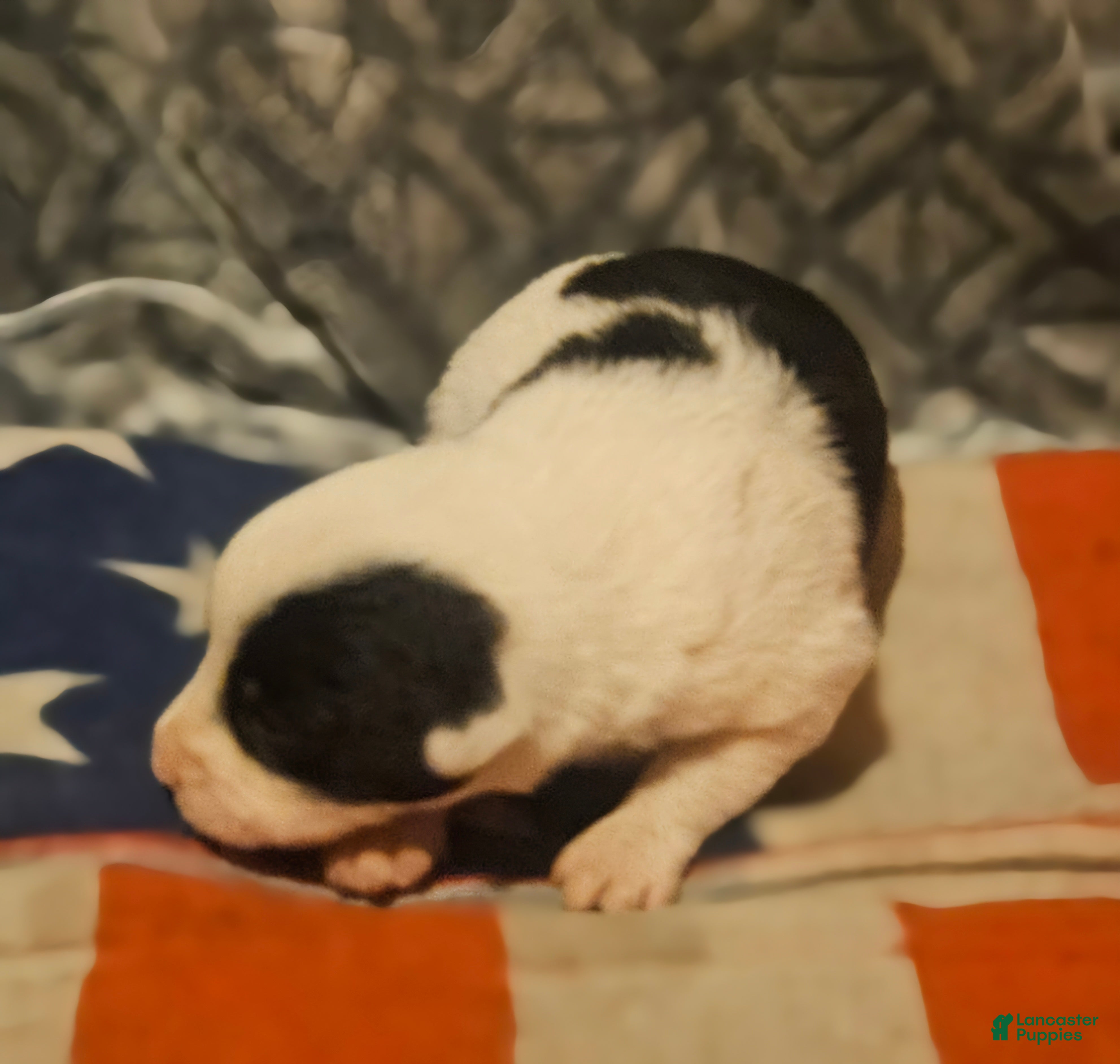 Border Collie dogs Halley - Ad 37