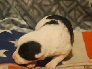 Border Collie dogs Halley - Ad 17