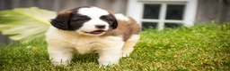 Saint Bernard dogs for sale: Willow - Ad 4