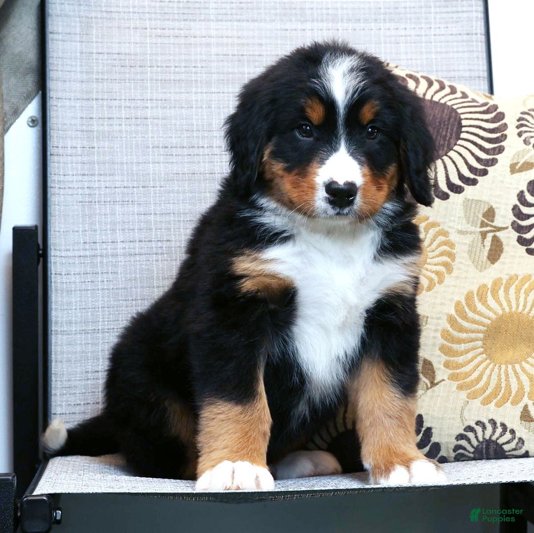 Bernese Mountain Dog dogs for sale: Justin - Ad 4