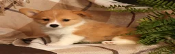 Welsh Corgi Pembroke dogs for sale: Jessica - Ad 3