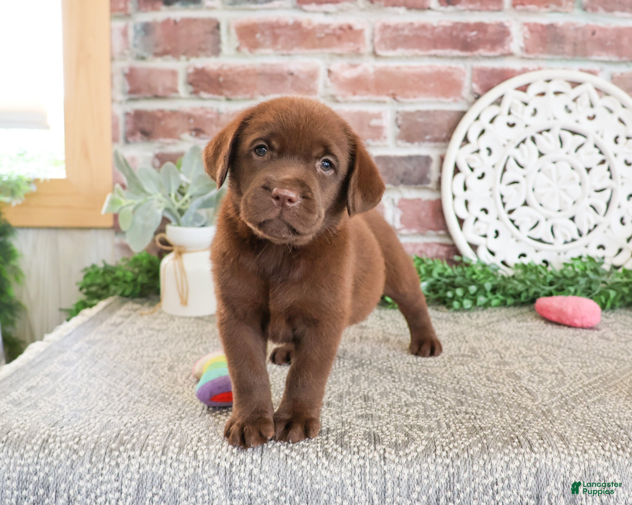 Labrador Retriever dogs Lillian - Ad 1