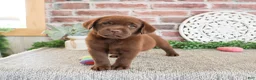 Labrador Retriever dogs for sale: Lillian - Ad 1