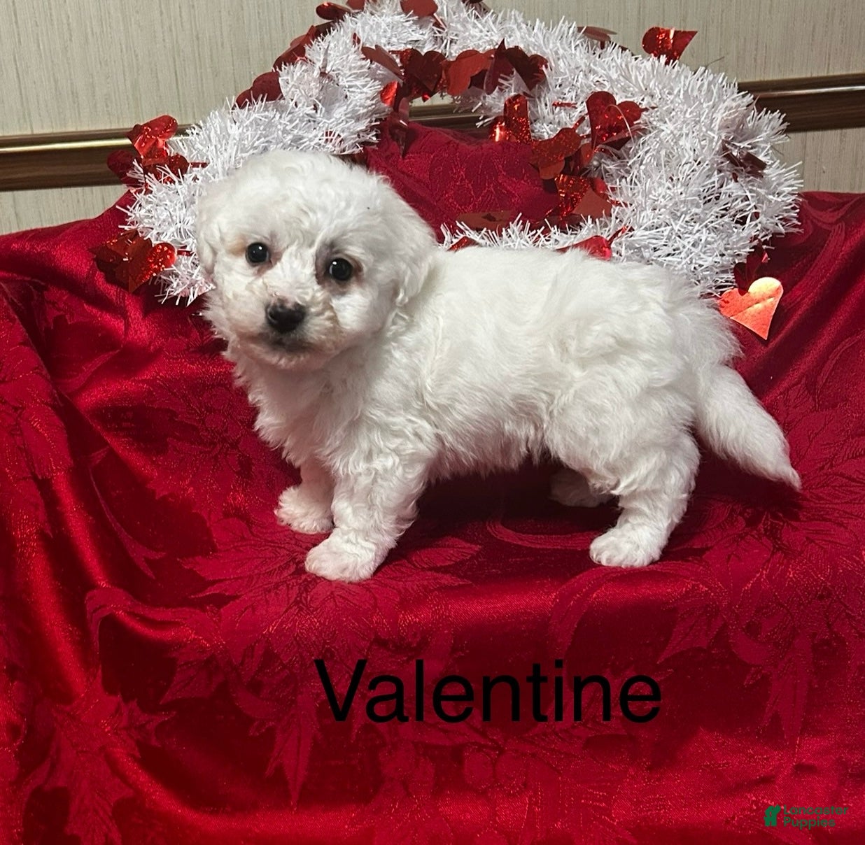 Bichon Frise dogs Bichon Frise Puppy 1 - Ad 5