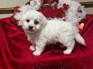 Bichon Frise dogs Bichon Frise Puppy 1 - Ad 5