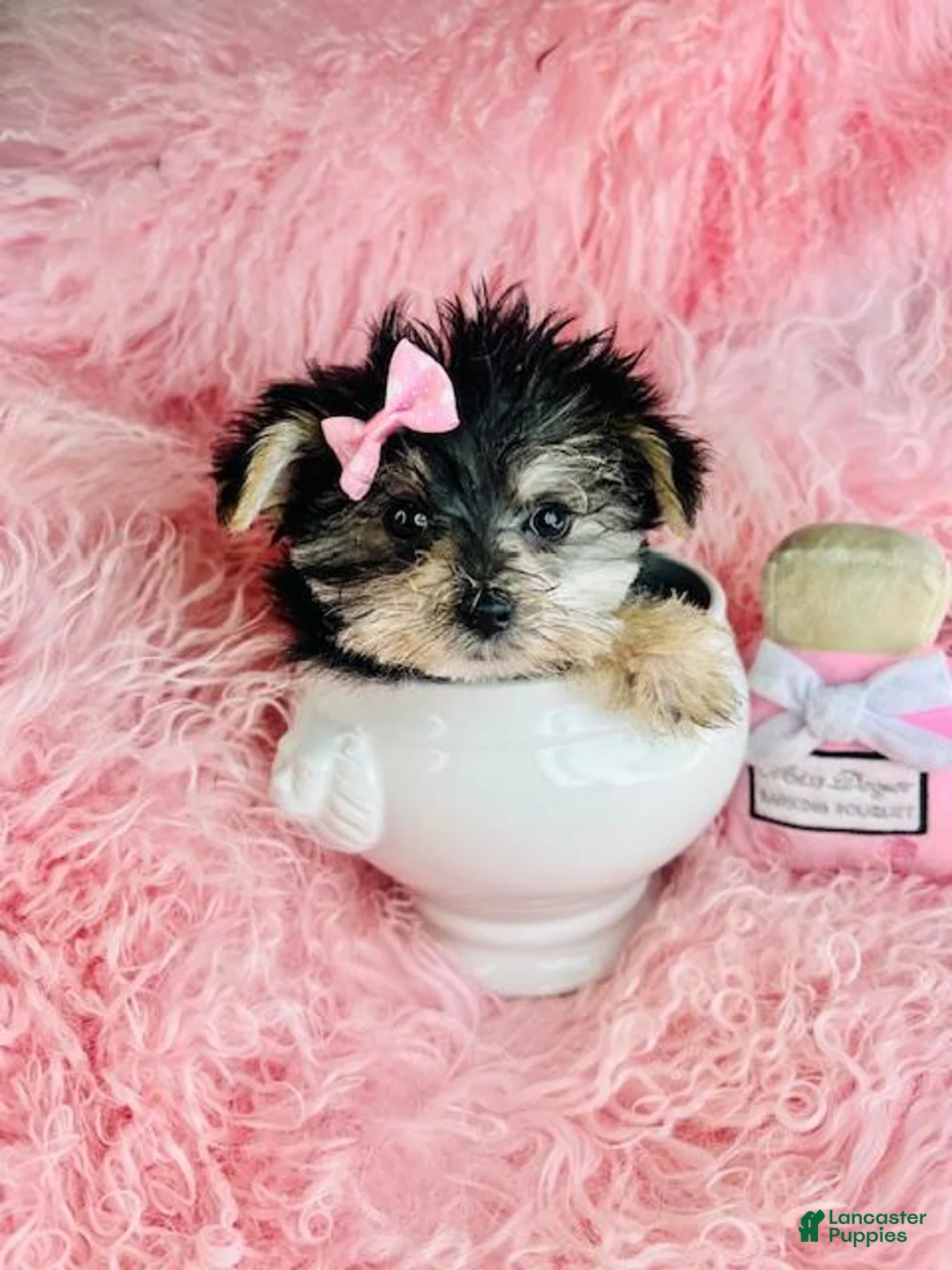 Morkie dogs for sale: Teacup Morkie Puppy 1 - Ad 1