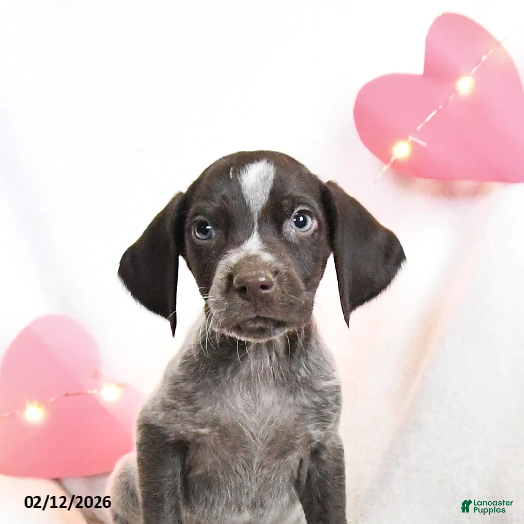 German Shorthaired Pointer dogs for sale: Ruby - Ad 2