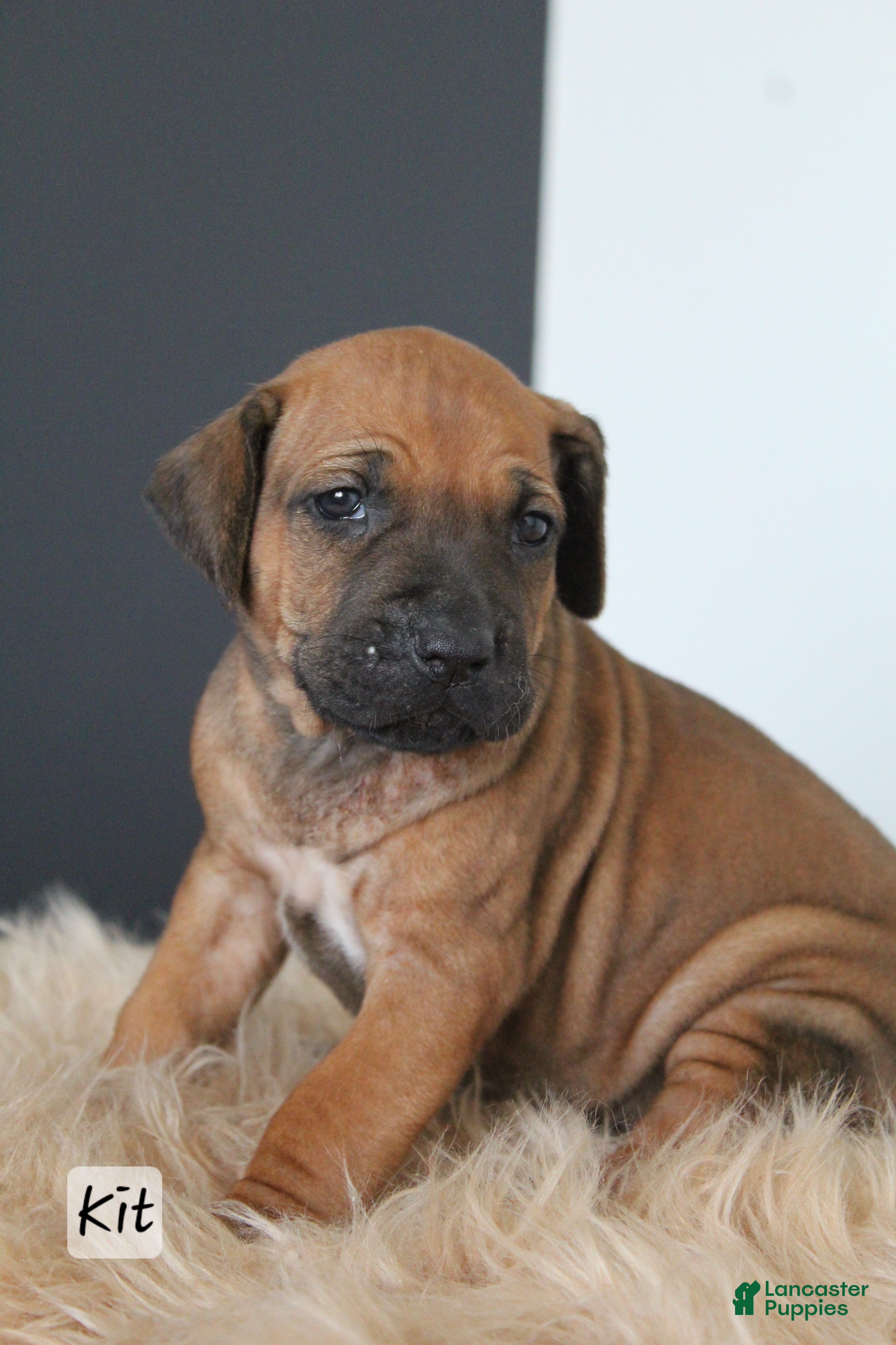 Rhodesian Ridgeback dogs Kit - Ad 18