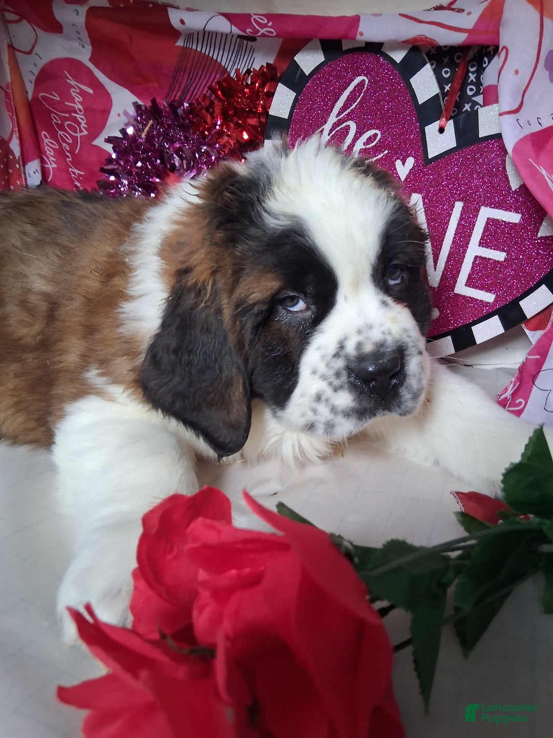 Saint Bernard dogs for sale: Max - Ad 2