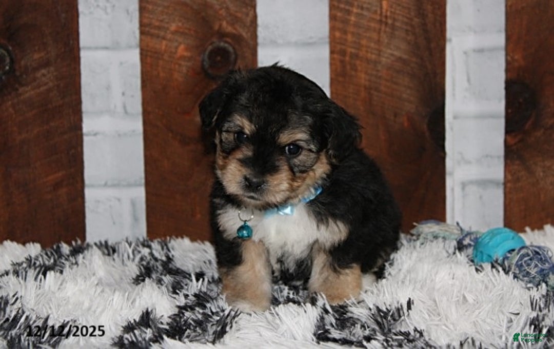 Yochon dogs for sale: Damon - Ad 4