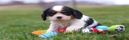 Cavalier King Charles Spaniel dogs for sale: River - Ad 5