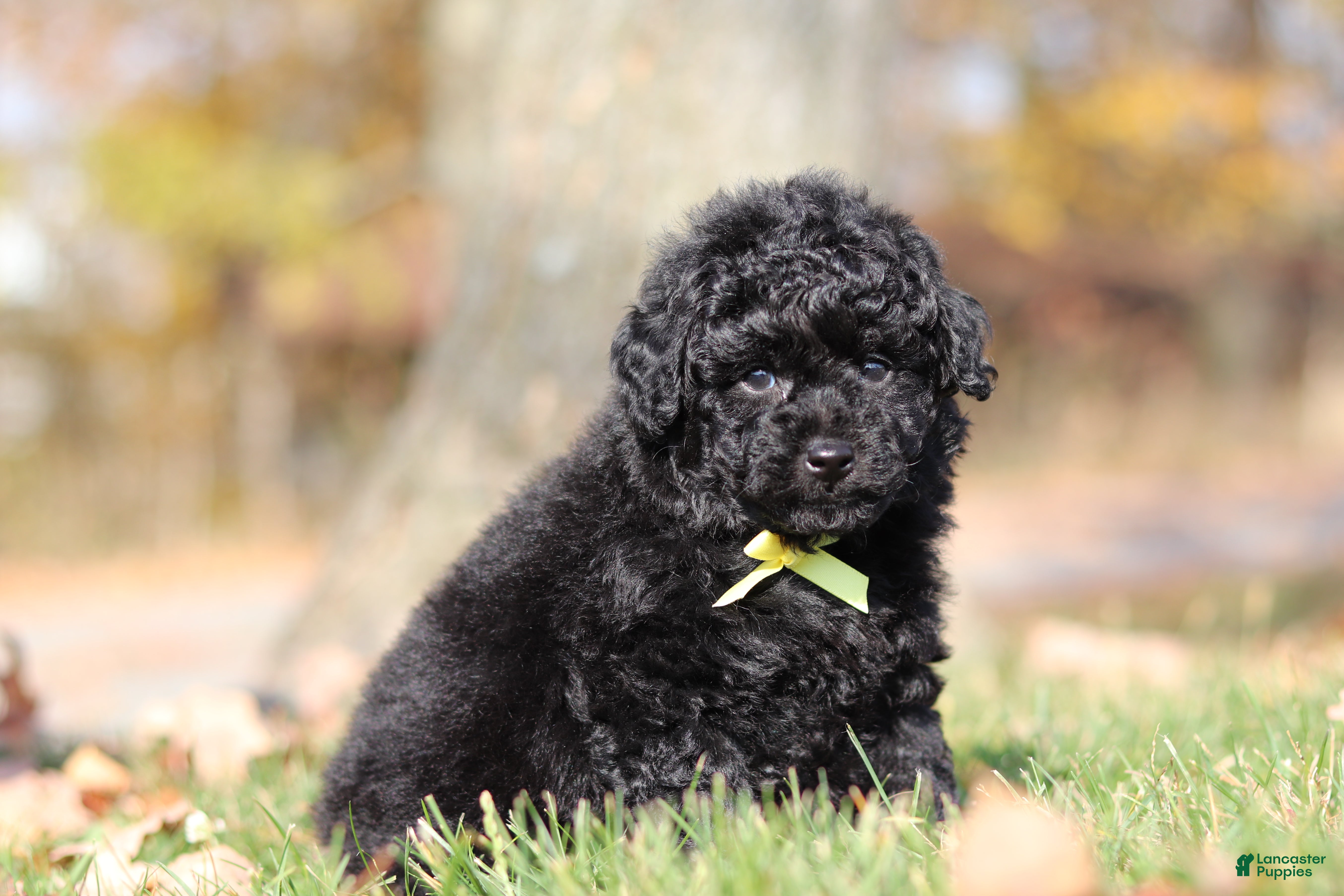 Miniature Poodle dogs for sale: Carter (AKC) - Ad 2