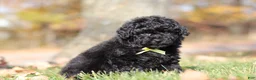 Miniature Poodle dogs for sale: Carter (AKC) - Ad 2