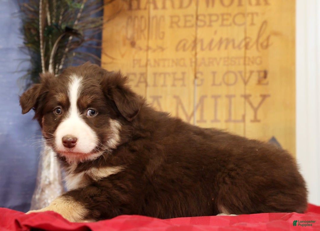 Miniature Australian Shepherd dogs for sale: Bella - Ad 6