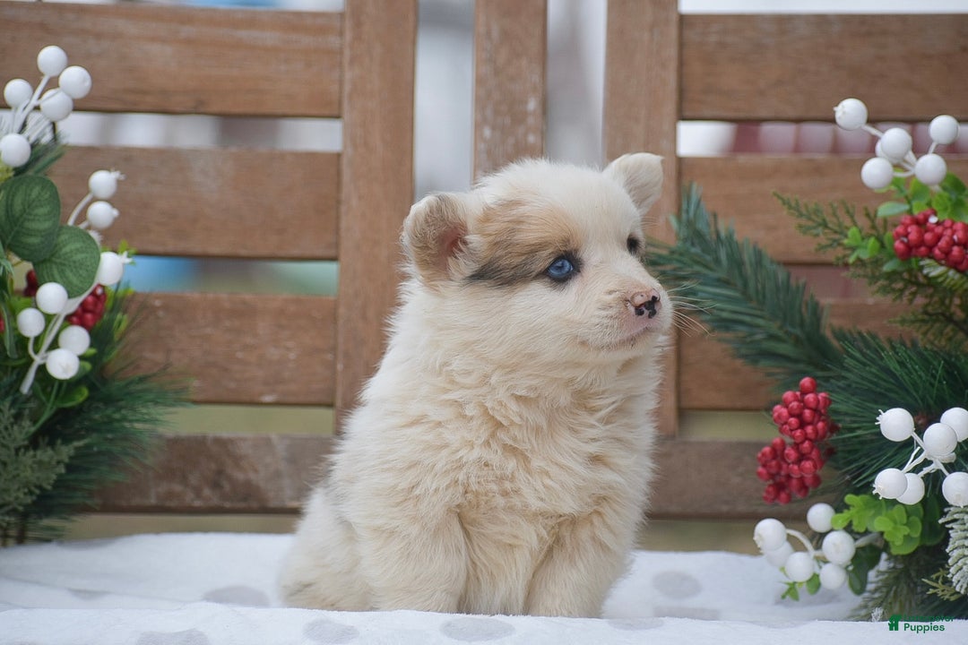 Welsh Corgi Pembroke dogs for sale: Maaleck - Ad 2