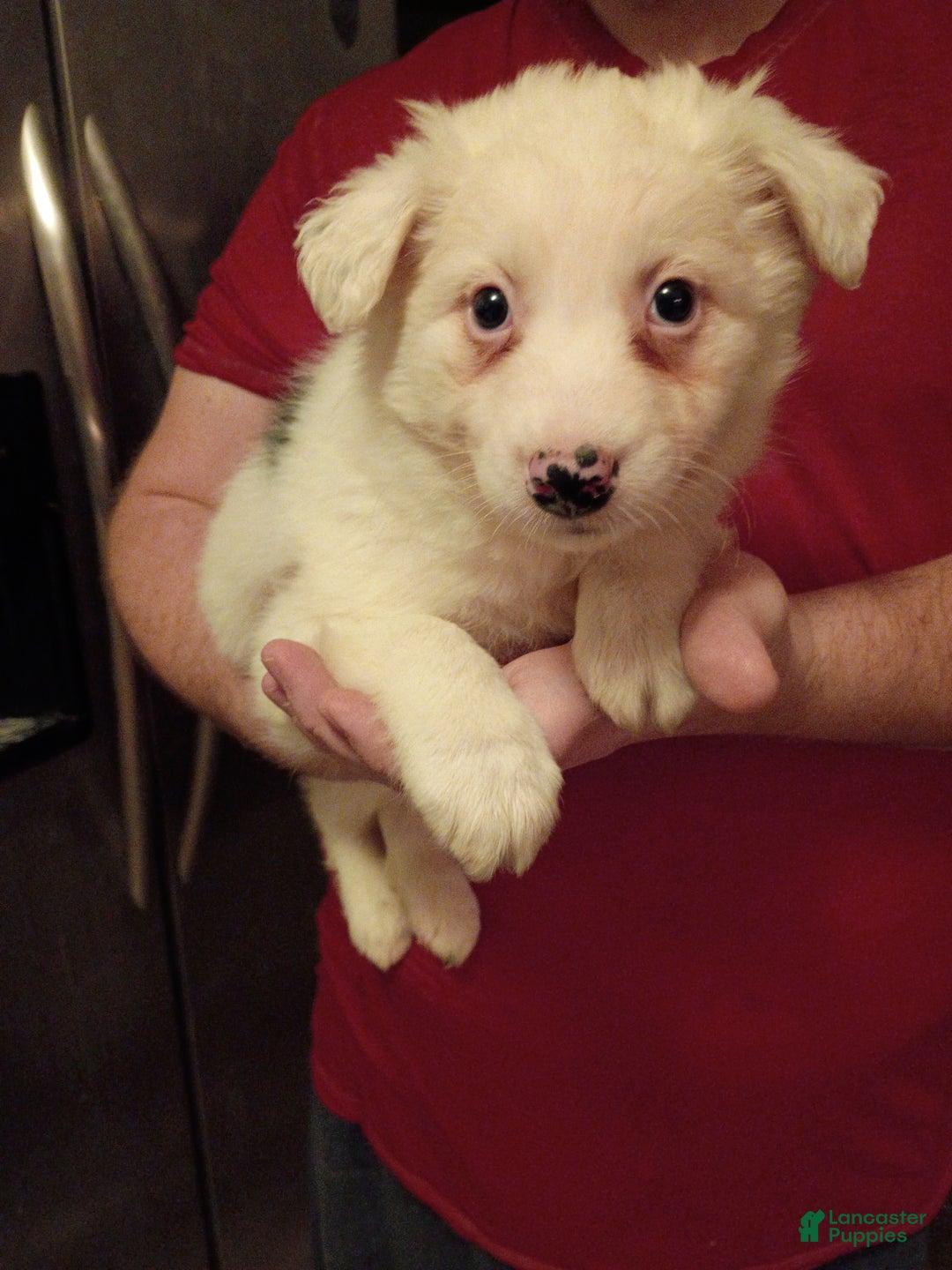 Mixed Breed dogs for sale: Buster - Ad 1