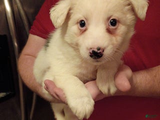 Mixed Breed dogs Buster - Ad 5