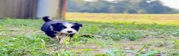 Border Collie dogs for sale: Indigo - Ad 3
