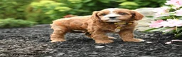 Cavapoo dogs for sale: Grace - Ad 5