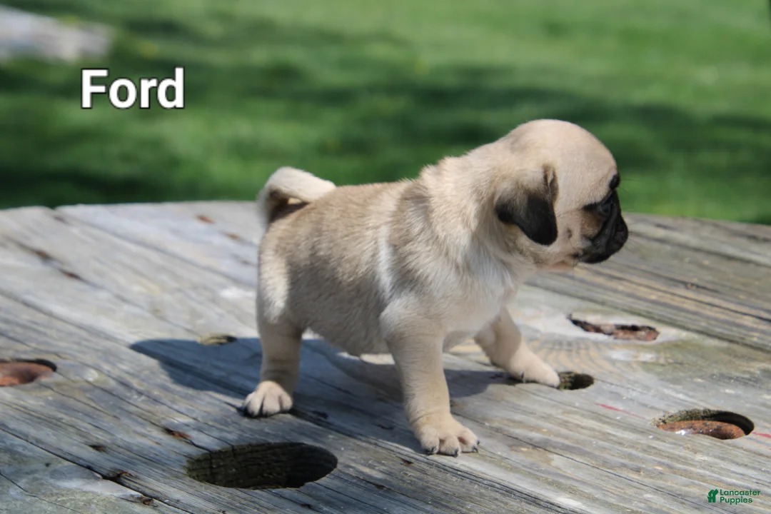 Pug dogs for sale: Ford - Ad 2