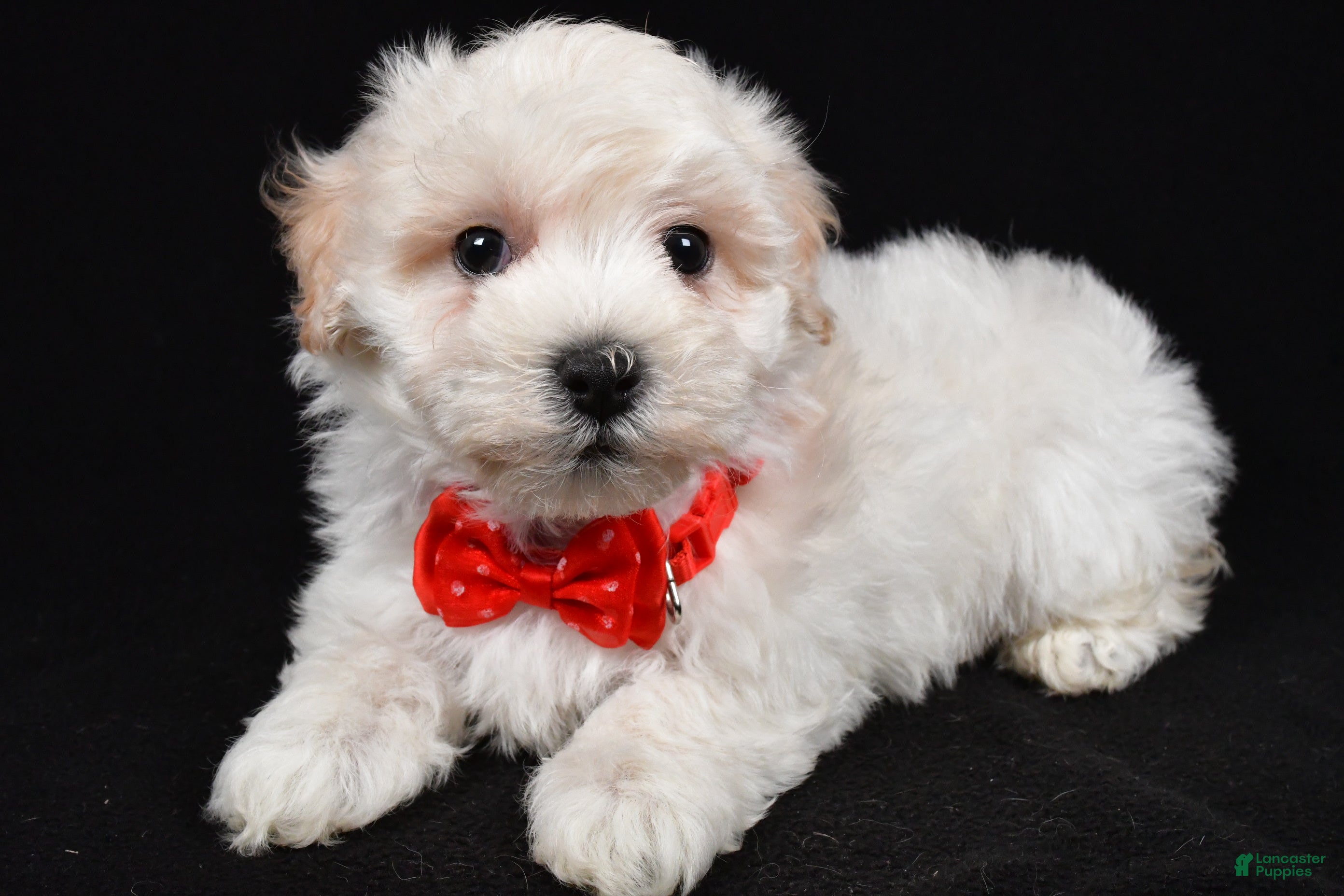 Maltipoo dogs Hans - Ad 2
