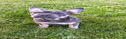 French Bulldog dogs for sale: Bear - Ad 3
